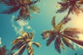 Palms against blue sky, upward perspective Royalty Free Stock Photo