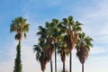 Palms against morning sky Royalty Free Stock Photo