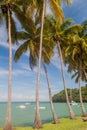 Palms along the coast of Ile Royale in French Guiana