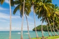 Palms along the coast of Ile Royale in French Guiana Royalty Free Stock Photo