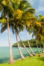 Palms along the coast of Ile Royale in French Guiana