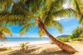 Palms at Anse Volbert beach on Praslin island, Seychelles Royalty Free Stock Photo