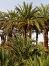 Palms (Arecacea) in Morocco