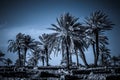 Palms in Armageddon, Israel Royalty Free Stock Photo