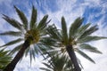Palms backdrop on sun light sky. Tropical palm leaf background, coconut palm trees. Summer tropical island, vacation Royalty Free Stock Photo