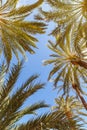 Palms background Alicante Alacant palm travel traveling holidays vacation portrait format in Spain