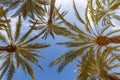 Palms background Alicante Alacant palm travel traveling holidays vacation in Spain