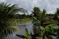 Palms and banana trees french Guyana landscape