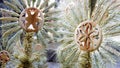 Palms in Bazaar of Casimir Royalty Free Stock Photo