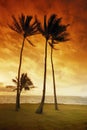 Palms and beach Royalty Free Stock Photo