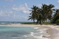 Palms on the beach