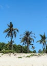 Palms on the beach in Bali. Nature of Indonesia. Travel around world. Royalty Free Stock Photo