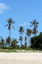 Palms on the beach in Bali. Nature of Indonesia. Travel around world. Royalty Free Stock Photo