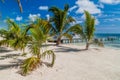 Palms and beach at Caye Caulker island, Beli Royalty Free Stock Photo