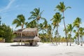 Palms on the beach