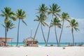 Palms on the beach