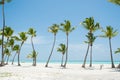 Palms on the beach