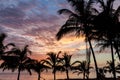 Palms on a beach in Kourou Royalty Free Stock Photo