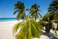 Palms on beach Varadero Cuba. Royalty Free Stock Photo