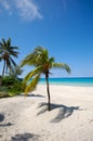 Palms on beach Varadero Cuba. Royalty Free Stock Photo