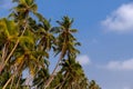 Palms and beautiful sky background