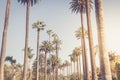 Palms of Beverly Hills Royalty Free Stock Photo