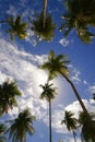 Palms on blue sky Royalty Free Stock Photo