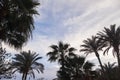 Palms and clouds in tropical resort on a sunset. Background use Royalty Free Stock Photo