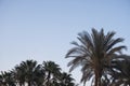 Palms and clouds in tropical resort on a sunset. Background use Royalty Free Stock Photo