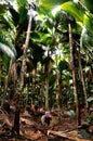 Palms of Coco de Mer (Lodoicea maldivica) in VallÃÂ©e de Mai Nature Reserve park in Praslin Island. Royalty Free Stock Photo