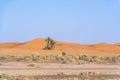 Palms in the dessert. Palm trees in the sand dune of Sahara, Morocco. Royalty Free Stock Photo