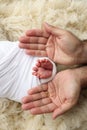 The palms of the father, the mother are holding the foot of the newborn baby in a white blanket. Royalty Free Stock Photo