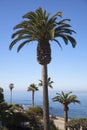 Palms in front of Pacific Ocean