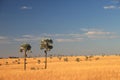 Palms in the grassland Royalty Free Stock Photo