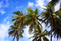 Palms Royalty Free Stock Photo