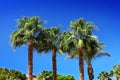 Palms Royalty Free Stock Photo