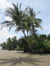 Palms on heaven Royalty Free Stock Photo