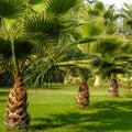 Palms on a lawn by a canicular day Royalty Free Stock Photo