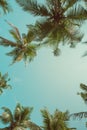 Palms leafs frame over sky background Royalty Free Stock Photo