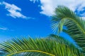 A palms leaves on the blue sky background