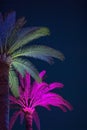 Palms lit by neon lights at night Royalty Free Stock Photo