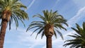 Palms in Los Angeles, California, USA. Summertime aesthetic of Santa Monica and Venice Beach on Pacific ocean. Clear Royalty Free Stock Photo