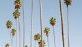 Palms in Los Angeles, California, USA. Summertime aesthetic of Santa Monica and Venice Beach on Pacific ocean. Clear Royalty Free Stock Photo