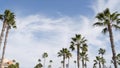 Palms in Los Angeles, California, USA. Summertime aesthetic of Santa Monica and Venice Beach on Pacific ocean. Clear