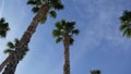 Palms in Los Angeles, California, USA. Summertime aesthetic of Santa Monica and Venice Beach on Pacific ocean. Clear