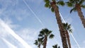 Palms in Los Angeles, California, USA. Summertime aesthetic of Santa Monica and Venice Beach on Pacific ocean. Clear