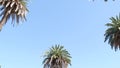 Palms in Los Angeles, California, USA. Summertime aesthetic of Santa Monica and Venice Beach on Pacific ocean. Clear