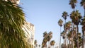 Palms in Los Angeles, California, USA. Summertime aesthetic of Santa Monica and Venice Beach on Pacific ocean. Clear