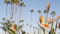 Palms in Los Angeles, California, USA. Summertime aesthetic of Santa Monica and Venice Beach on Pacific ocean Royalty Free Stock Photo