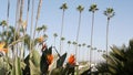 Palms in Los Angeles, California, USA. Summertime aesthetic of Santa Monica and Venice Beach on Pacific ocean Royalty Free Stock Photo